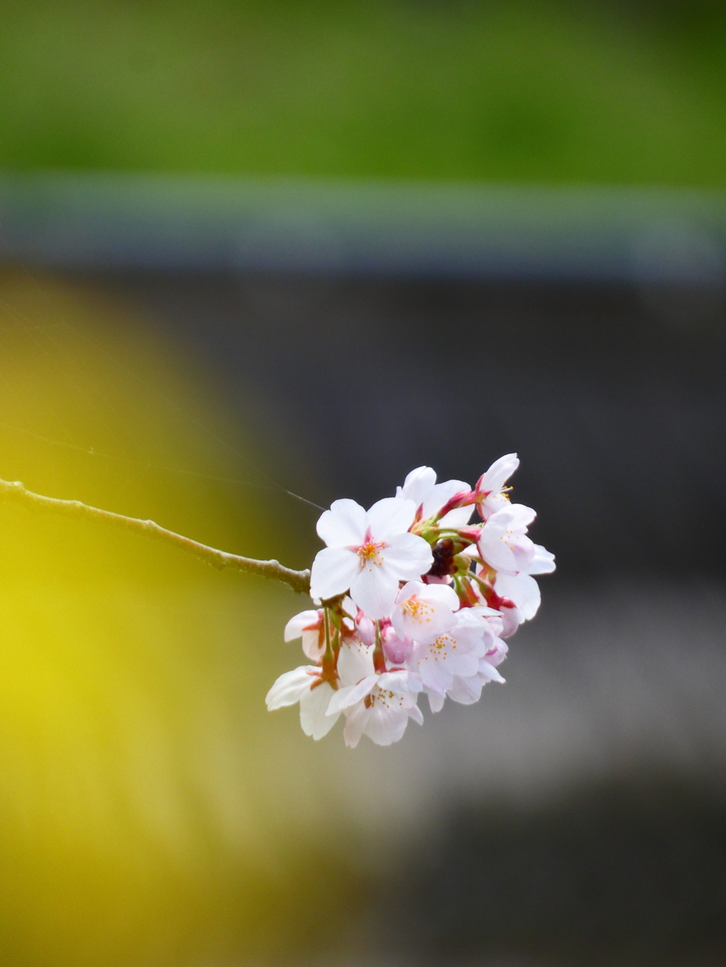 からし菜とソメイヨシノ