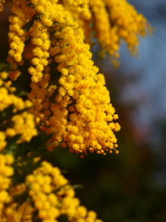 ギンヨウアカシア