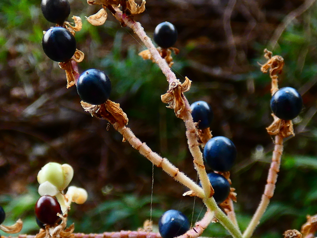 薮のサファイア