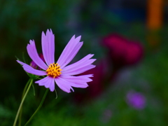 スレンダーコスモス