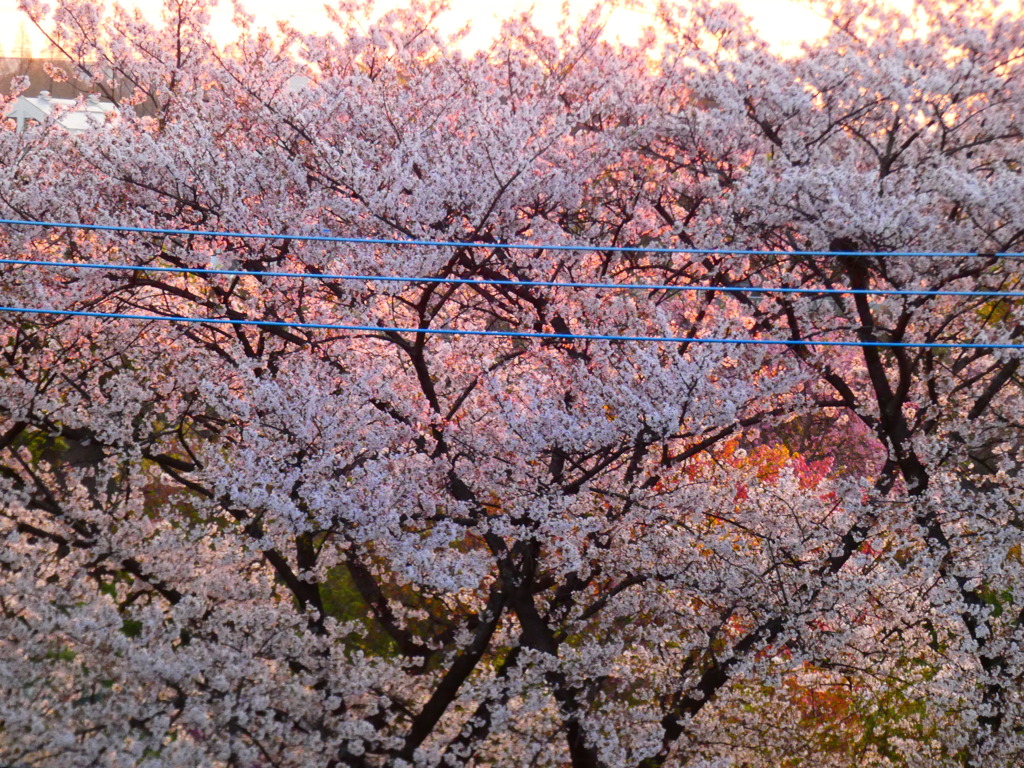 朝陽色のソメイヨシノ