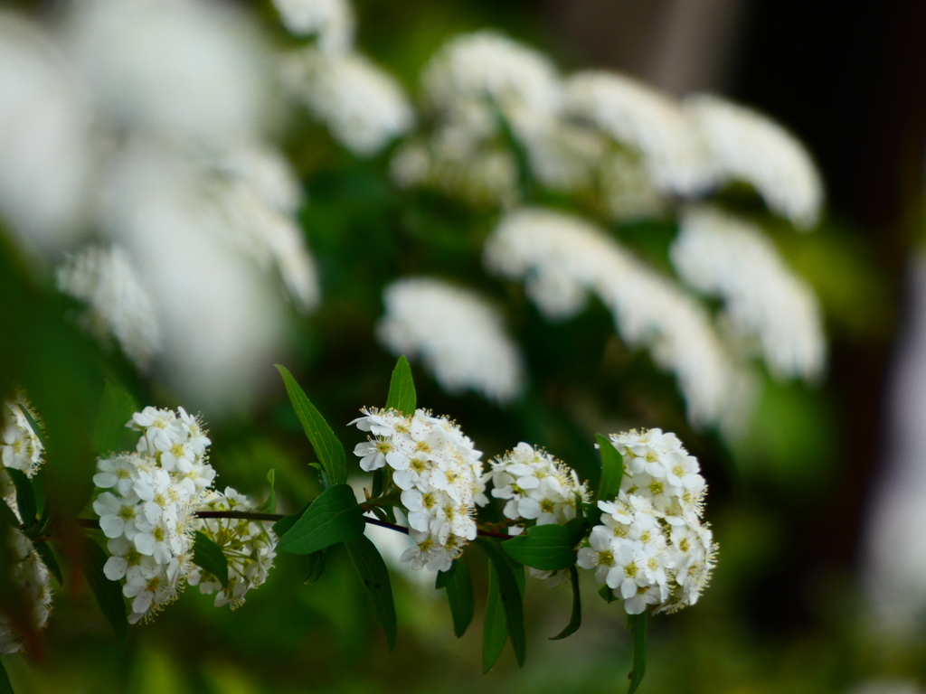 新築の植え込み