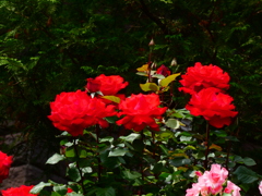 洋館前の薔薇