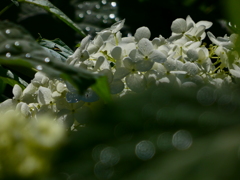 雨上がりのアナベル
