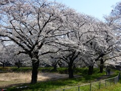 片鱗　ー見沼田んぼ桜回廊ー