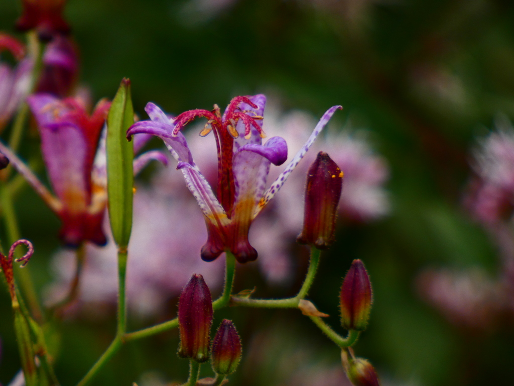 フジバカマ背景のホトトギス