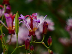 フジバカマ背景のホトトギス