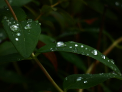 葉上の雨滴