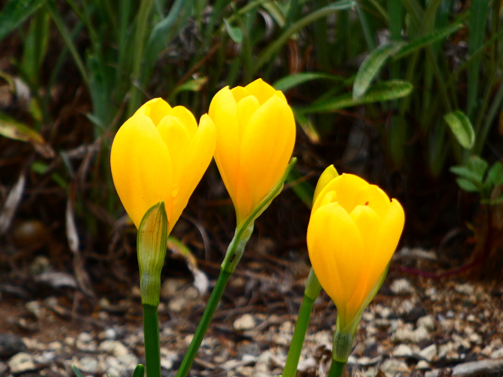 キバナタマスダレ