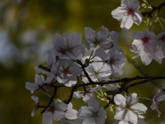 通船堀西縁の桜