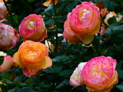 生垣の薔薇（10）
