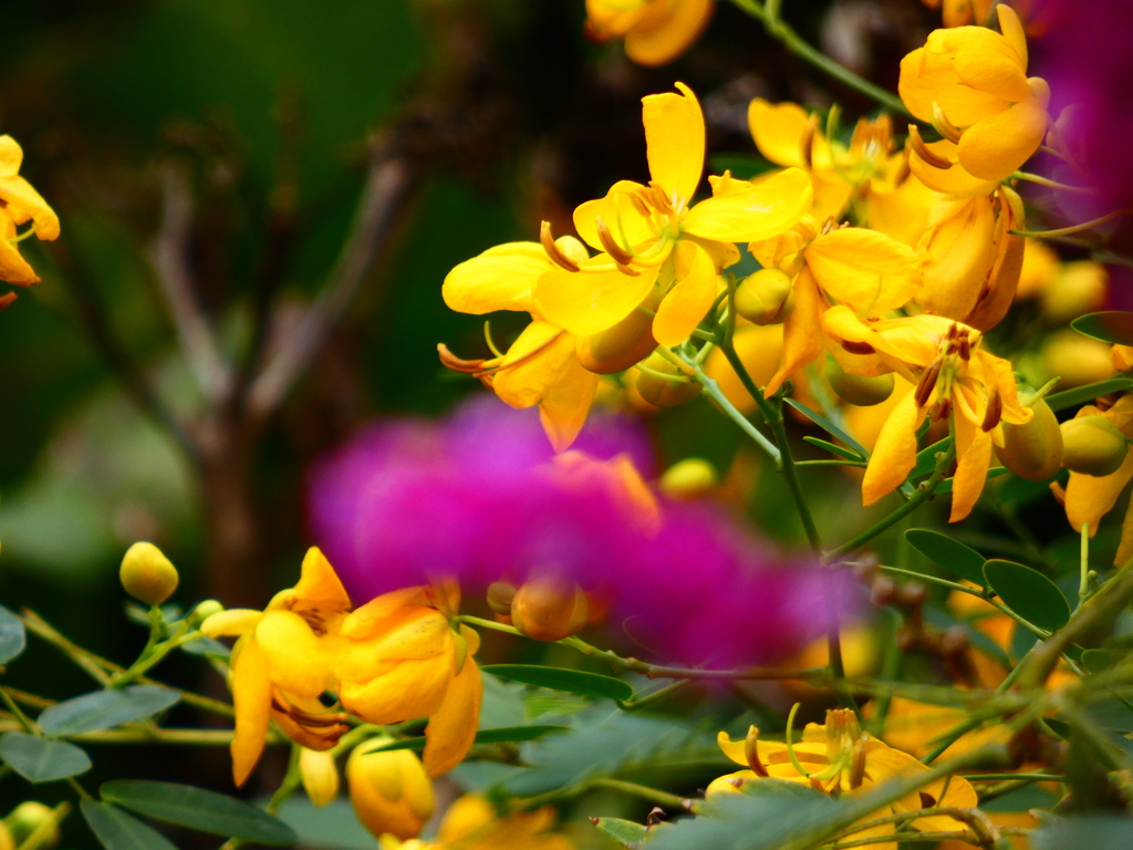 アンデスの乙女