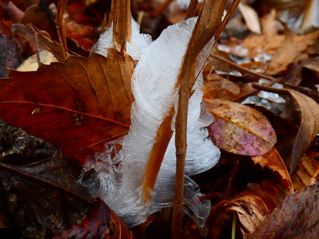 シモバシラの氷華（２）