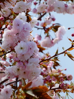 八重桜 関山