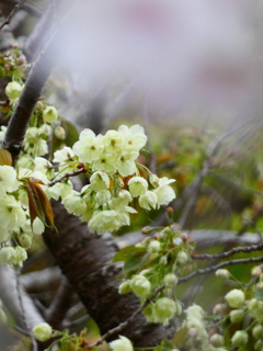 残る桜 咲き出す桜（２）
