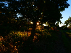 朝陽の光条