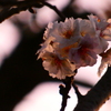 朝焼けを映す十月桜