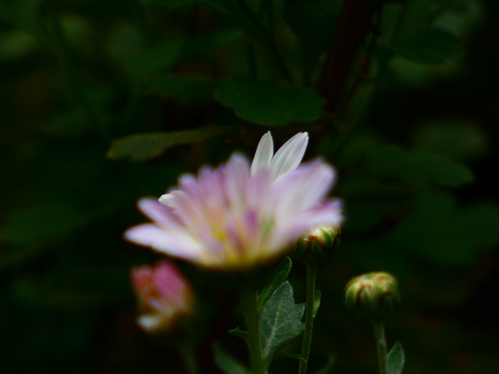 白うさぎさんの耳