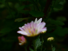 白うさぎさんの耳