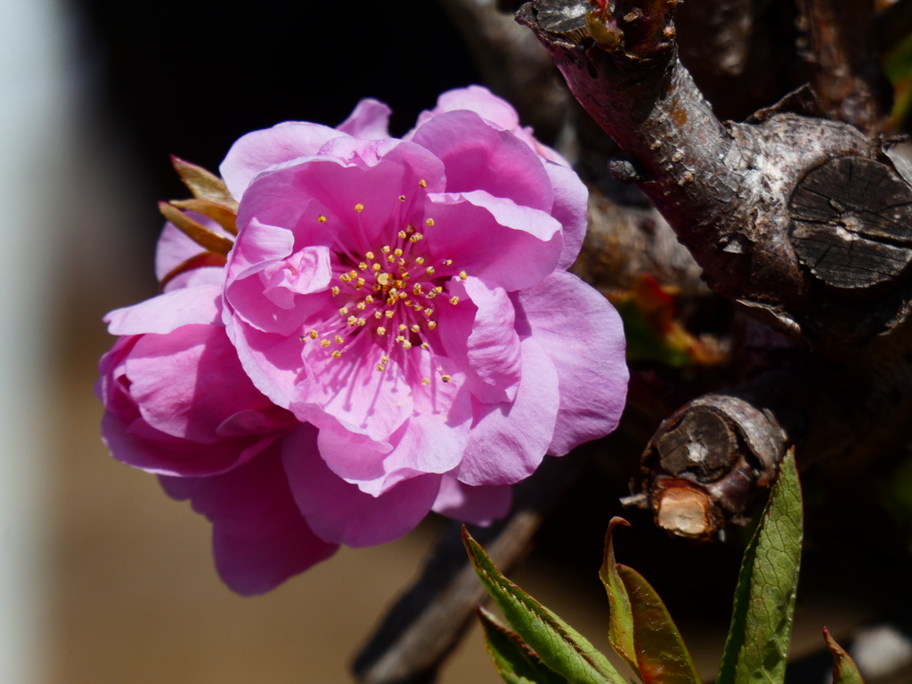 春分の花桃（４）