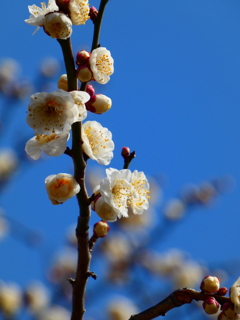 蒼天に咲く