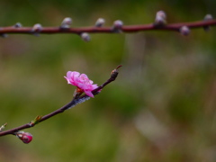 桃の節句に寄せて（４）