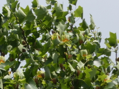 園芸植物園のユリノキのお花