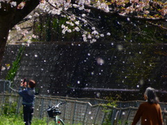 桜花粉雪
