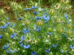 花束