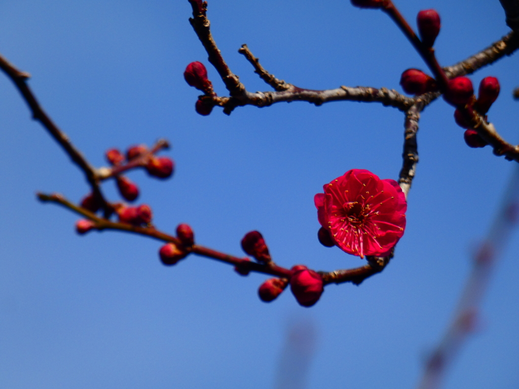 盆栽風枝振りの紅梅