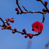 盆栽風枝振りの紅梅