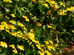 ヒメリュウキンカ群生