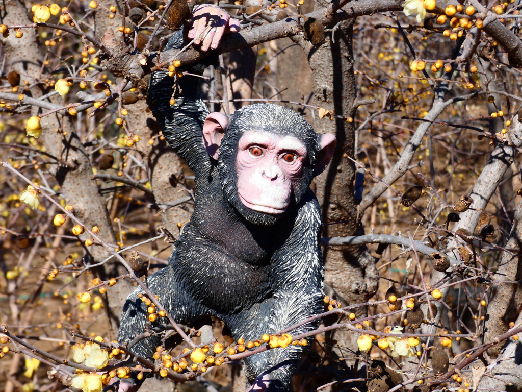 石井実生園 ロウバイお花見イベント（２）