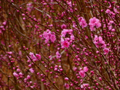 桃の節句 花桃（２）