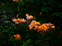 生垣の薔薇（６）