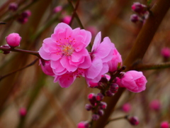 桃の節句 花桃（１）