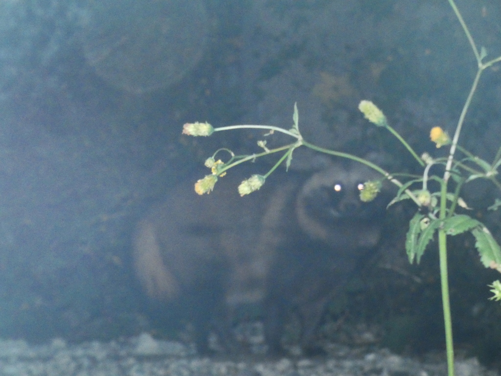 コセンダングサに隠れて