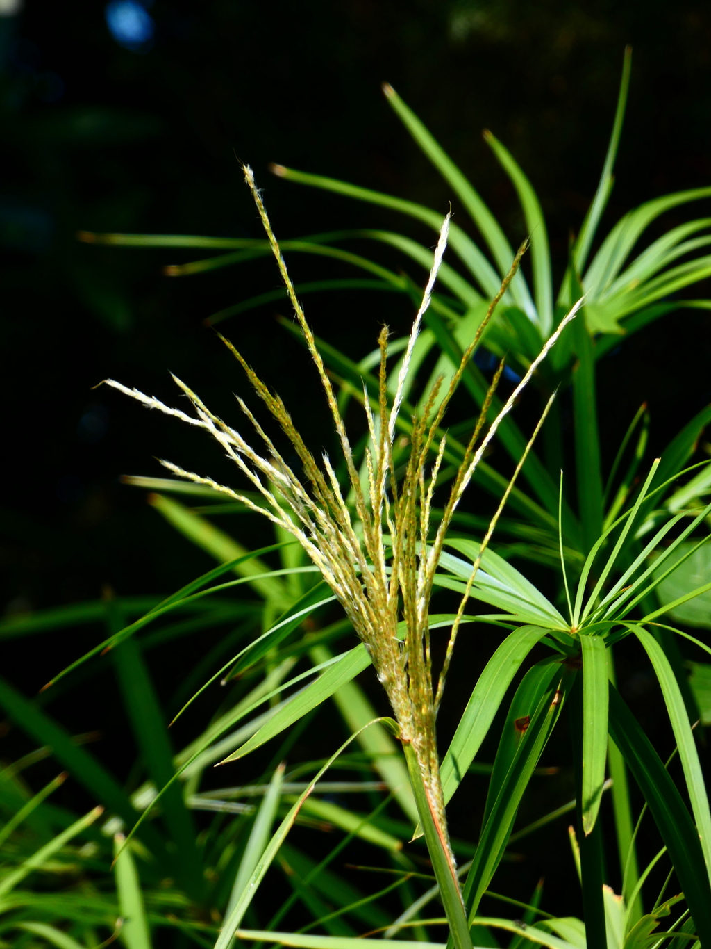 ススキとカミガヤツリ