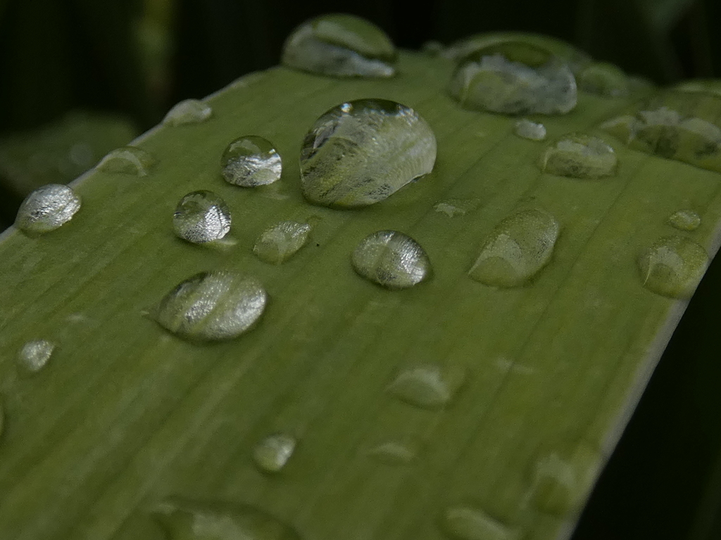 菖蒲の葉の上の雨粒