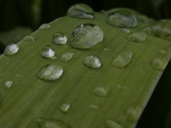 菖蒲の葉の上の雨粒