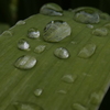 菖蒲の葉の上の雨粒