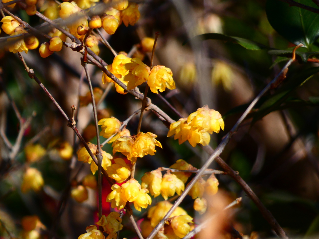 ソシンロウバイ