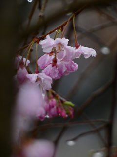 雨の中の桜 ー八重紅枝垂－