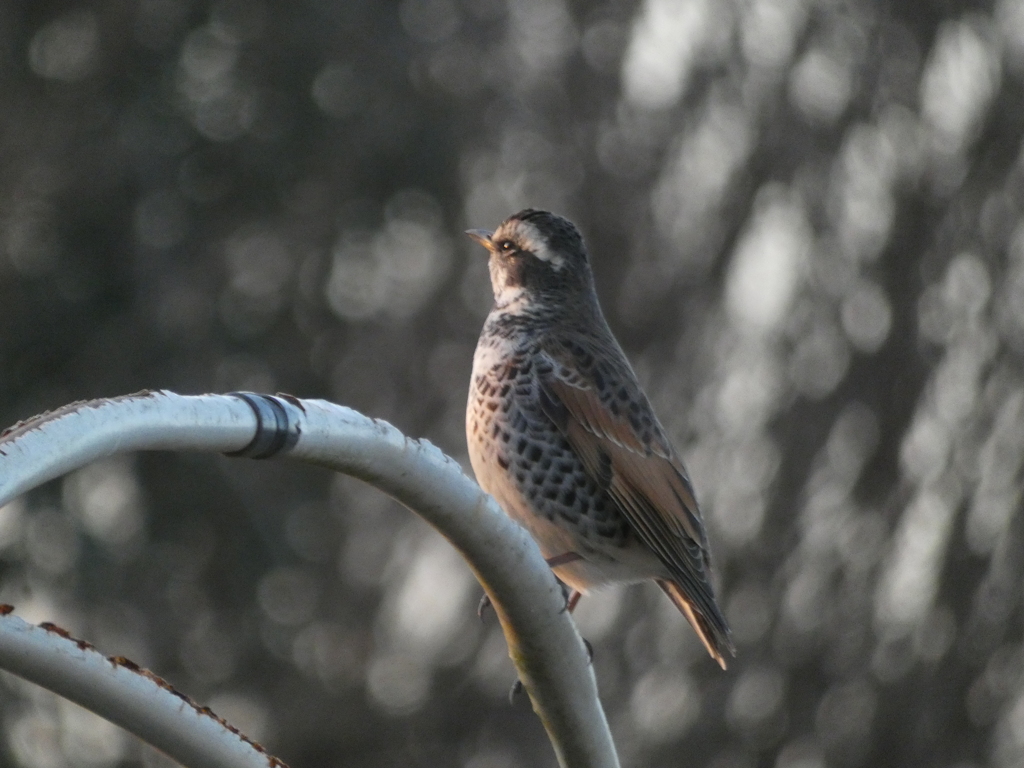 白玉ボケとツグミさん