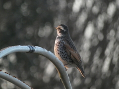 白玉ボケとツグミさん