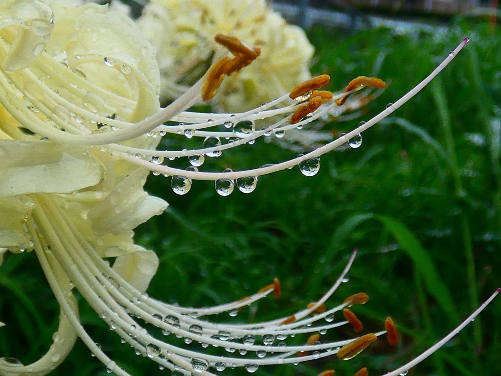 白花に水玉