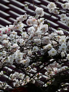 バス待ちで見る八重桜