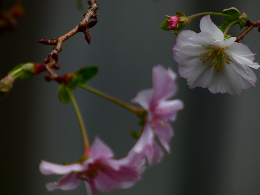 十月桜