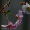十月桜