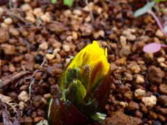 福寿草 蕾